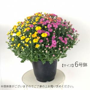 予約販売 ガーデンマム 6号鉢 送料無料 菊 ...の詳細画像4