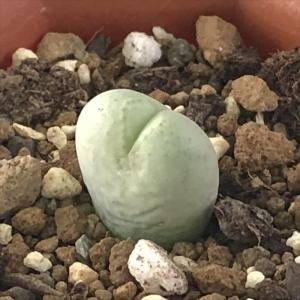 多肉 コノフィツムの商品一覧 通販 Yahoo ショッピング