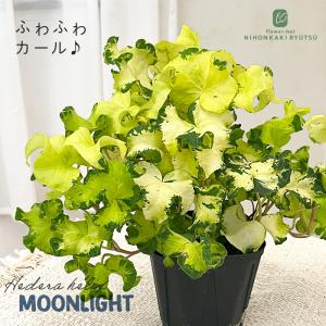 観葉植物 ヘデラ ヘリックス ムーンライト10.5cmポット アイビー 観葉植物 小型 小さい 室内 贈り物 プレゼント インテリア おしゃれ 登録品種｜フラワーネット日本花キ流通