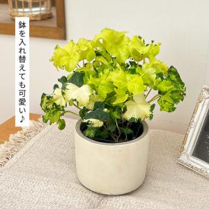 観葉植物 ヘデラ ヘリックス ムーンライト10...の詳細画像1