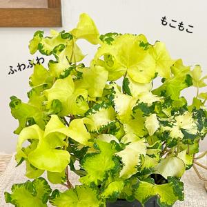 観葉植物 ヘデラ ヘリックス ムーンライト10...の詳細画像2