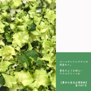 観葉植物 ヘデラ ヘリックス ムーンライト10...の詳細画像4