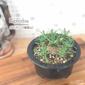 日本花キ流通 caツルビニカルプス グラキリス 0918-13 2.5号鉢