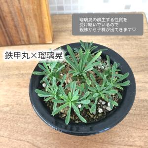 多肉植物 caユーフォルビア ガビサン 峨眉山...の詳細画像1