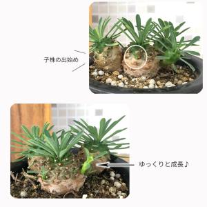 多肉植物 caユーフォルビア ガビサン 峨眉山...の詳細画像2