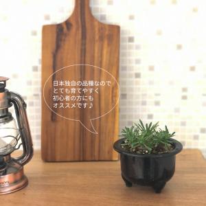 多肉植物 caユーフォルビア ガビサン 峨眉山...の詳細画像3
