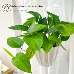 日本花キ流通 多肉植物 caオペルクリカリア パキプス 現品販売 0822-10