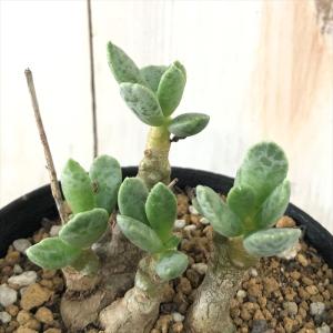 多肉植物 アドロミスクスの商品一覧 通販 Yahoo ショッピング