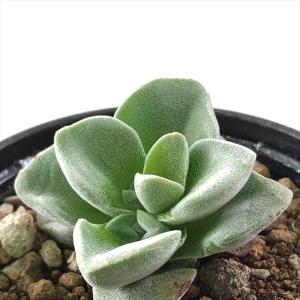 日本花キ流通 多肉植物 ca アロエ ピランシー 実生 多肉植物 アロエ