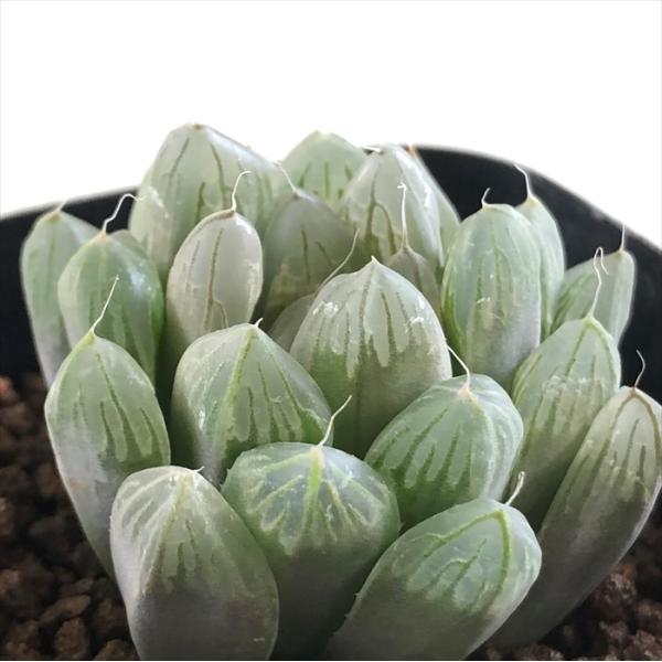 多肉植物 kubハオルチア 美窓オブツーサ キャッツアイ 多肉植物 ハオルチア 7.5cmポット