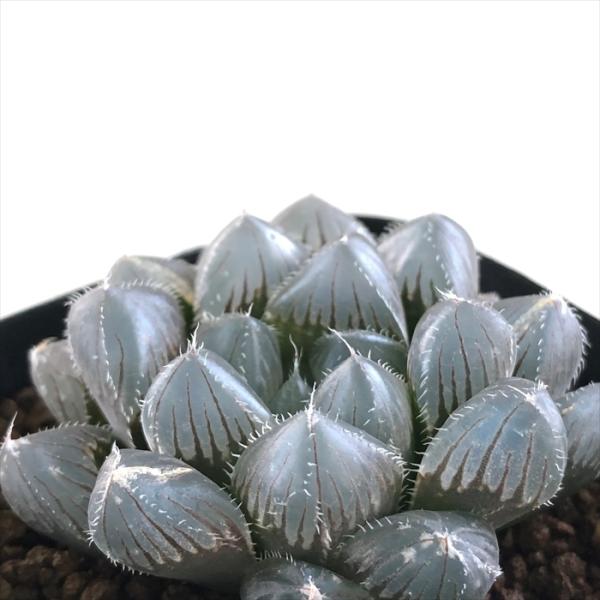 多肉植物 kubハオルチア レッドレンズオブツーサ 多肉植物 ハオルチア 7.5cmポット