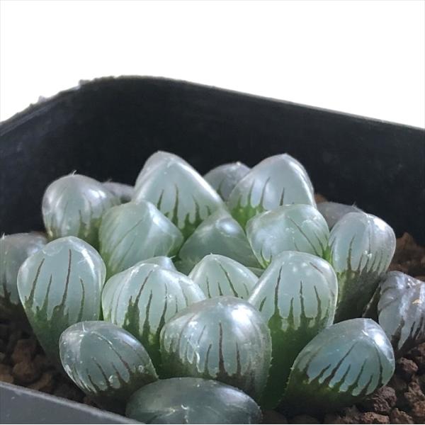 多肉植物 kubハオルチア ドドソン紫オブツーサ 多肉植物 ハオルチア 7.5cmポット