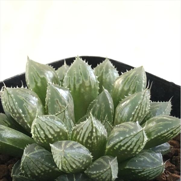 多肉植物 kubハオルチア ミラーボール 多肉植物 ハオルチア 7.5cmポット