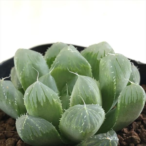多肉植物 kubハオルチア グリーンマスカット 多肉植物 ハオルチア 7.5cmポット