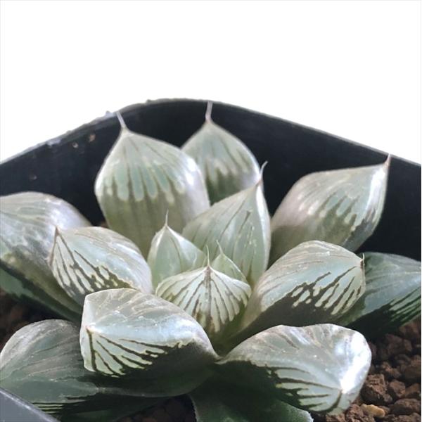 多肉植物 kubハオルチア 巨大紫窓 大紫水晶オブツーサ 多肉植物 ハオルチア 7.5cmポット