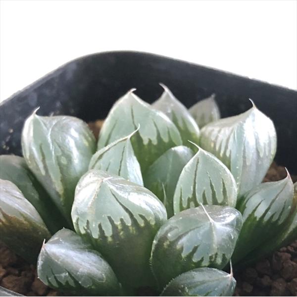 多肉植物 kubハオルチア パープル水晶オブツーサ 多肉植物 ハオルチア 7.5cmポット