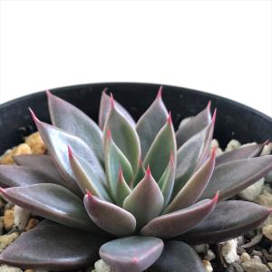日本花キ流通 多肉植物 hmエケベリア オルペット エケベリア 6cmポット