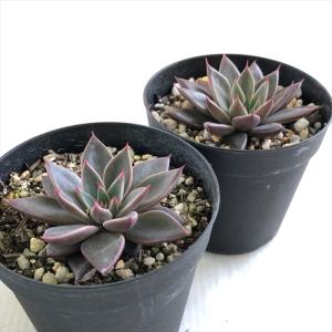 多肉植物 skエケベリア レスビー(レッドエボ...の詳細画像1