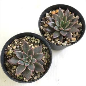 多肉植物 skエケベリア レスビー(レッドエボ...の詳細画像2