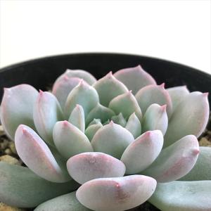 多肉植物 oriミックスベリア No.042 パステルブロッサム おらいさん苗