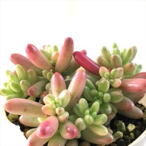 多肉植物 sbセダム オーロラ 多肉植物 セダム 7.5cmポット｜フラワーネット日本花キ流通