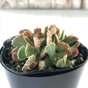 日本花キ流通 多肉植物 seドロサンテマム グロボーサム 蜜橘 ミカン