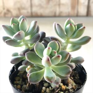 日本花キ流通 多肉植物 seセダム オーロラ セダム 9cmポット