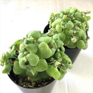多肉植物 seクラッスラ ネモロサ 多肉植物 ...の詳細画像1