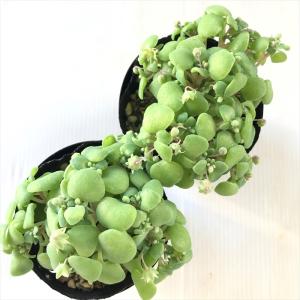 多肉植物 seクラッスラ ネモロサ 多肉植物 ...の詳細画像2