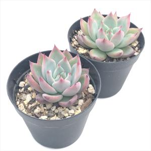 多肉植物 skエケベリア コロラータ 多肉植物...の詳細画像1