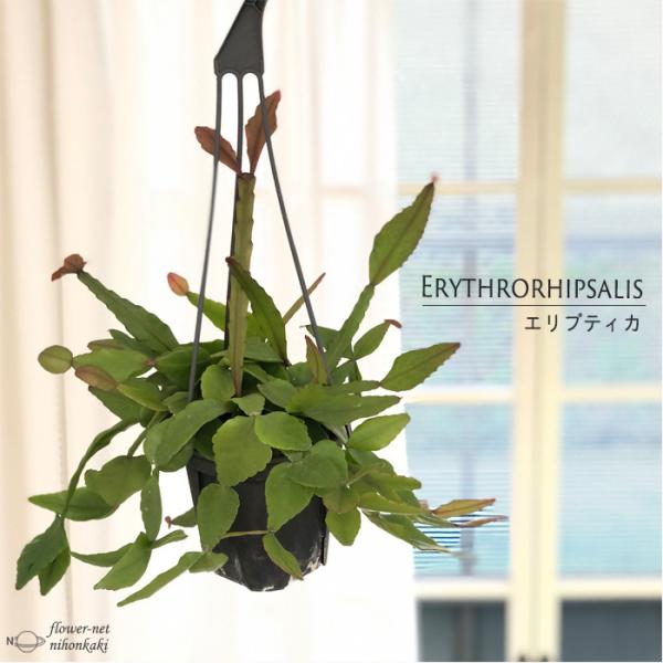 リプサリス エリプティカ 4号吊り鉢 送料無料 観葉植物 インテリア おしゃれ