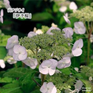 フラワーネット日本花キ流通 山あじさい 樹木 Yahoo ショッピング