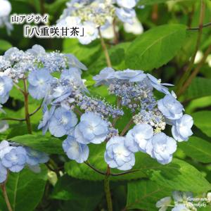 予約販売 山アジサイ 八重咲甘茶 10.5cmポット 苗 花苗 ヤマアジサイ 山紫陽花 tti 11月中旬以降発送｜flower-net