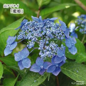 ヤマアジサイ 藍姫 花 ガーデニング の商品一覧 通販 Yahoo ショッピング