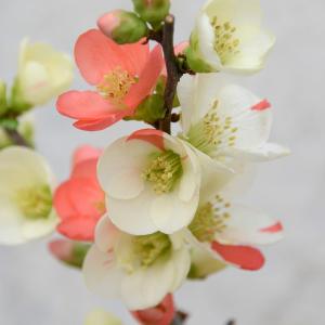 ボケ 白花 白雲竜 雲竜ボケ 木瓜 : 日本花卉ガーデンセンターYahoo!店