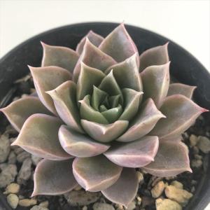 多肉植物 skエケベリア パパローズ 多肉植物 ...の商品画像