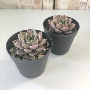 多肉植物 skエケベリア パパローズ 多肉植物...の詳細画像1