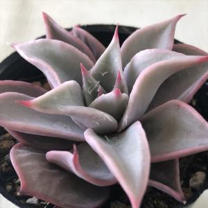 多肉植物 エケベリア ブラックサバス 9cmポット 観葉植物 インテリア