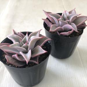 多肉植物 hmエケベリア マディバ 多肉植物 ...の詳細画像1