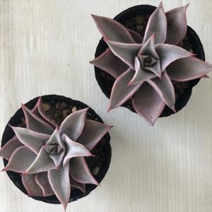 多肉植物 hmエケベリア マディバ 多肉植物 ...の詳細画像2