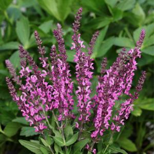 宿根サルビア ピンク 苗 の商品一覧 花 ガーデニング 通販 Yahoo ショッピング