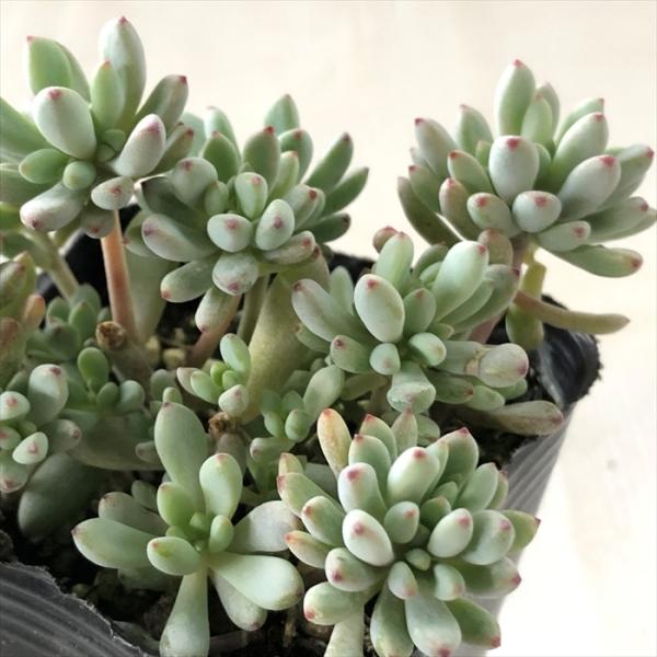 多肉植物 seグラプトペタルム ミクロカリックス 多肉植物 セダム 9cmポット