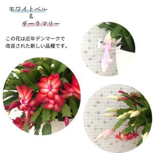予約販売 デンマークカクタス 紅白 6号鉢 送...の詳細画像1