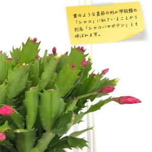 予約販売 デンマークカクタス 紅白 6号鉢 送...の詳細画像2