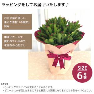 予約販売 デンマークカクタス 紅白 6号鉢 送...の詳細画像3