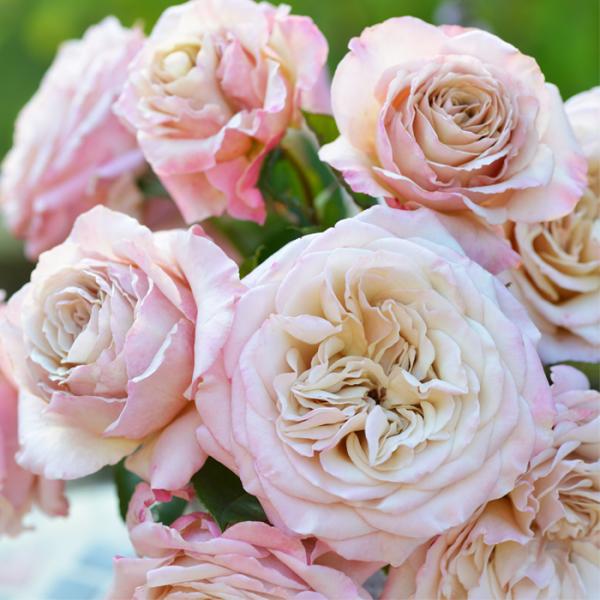 予約販売 バラ 苗 バラ 新苗 河本バラ園 エール 品種登録出願中 四季咲き 薔薇 ばら 送料無料 ...