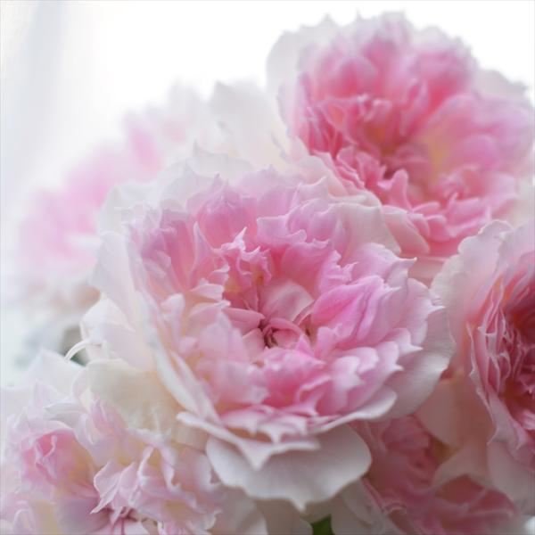 予約販売 バラ 苗 バラ 新苗 河本バラ園 アジュール 品種登録出願中 四季咲き 薔薇 ばら 送料無...