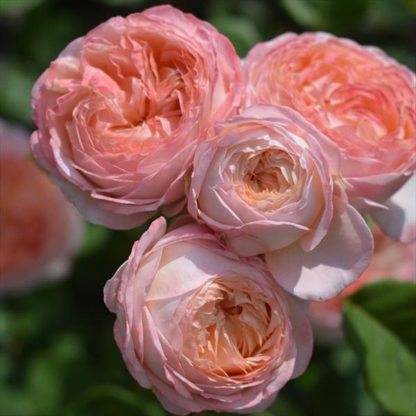 予約販売 バラ 苗 バラ 新苗 河本バラ園 コンフィチュール 品種登録出願中 四季咲き 薔薇 ばら ...