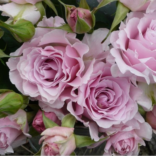 予約販売 バラ 苗 バラ 新苗 河本バラ園 ラ マリエ 登録品種 四季咲き 薔薇 ばら 送料無料 ピ...