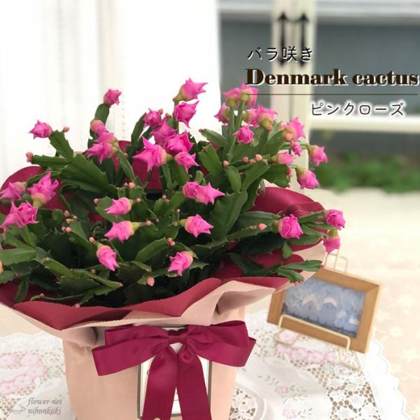 バラ咲き デンマークカクタス ピンクローズ 5号鉢 送料無料 ラッピング付き シャコバサボテン 登録...